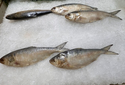 Toli shad (Tenualosa toli) — Clupeidae — 2