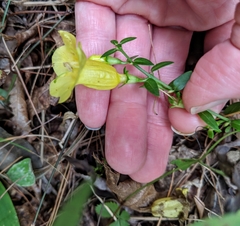 Aureolaria grandiflora