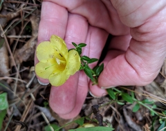 Aureolaria grandiflora