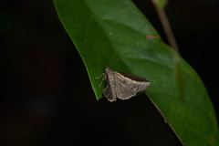 Lophoptera squammigera