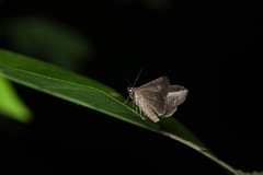 Lophoptera squammigera