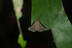 Lophoptera squammigera