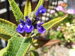 Salvia corrugata