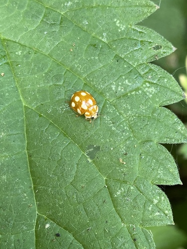 Little Arboreal Lady Beetle, Amsterdamse Bos, Amstelveen, Noord-Holland, NL, photo 8 of 10