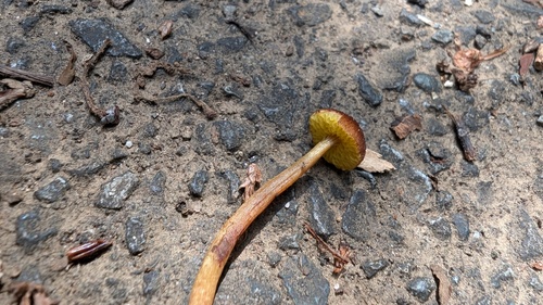 Aureoboletus shichianus