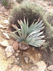 Boophone haemanthoides