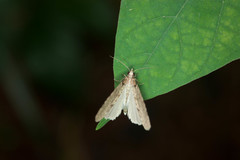 Sigmuncus arcuata