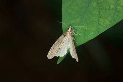 Sigmuncus arcuata