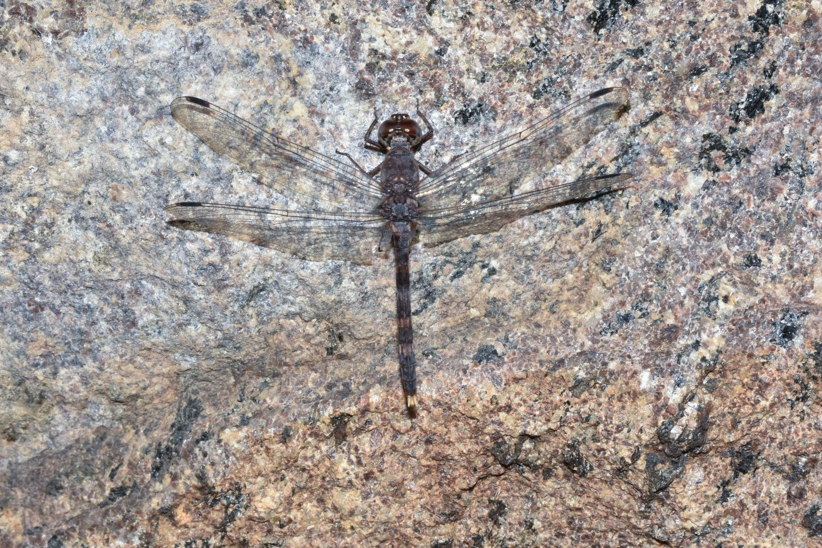 Indian Rockdweller