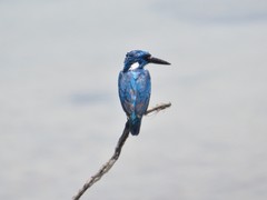 Alcedo coerulescens