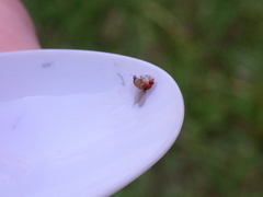 Drosophila melanogaster