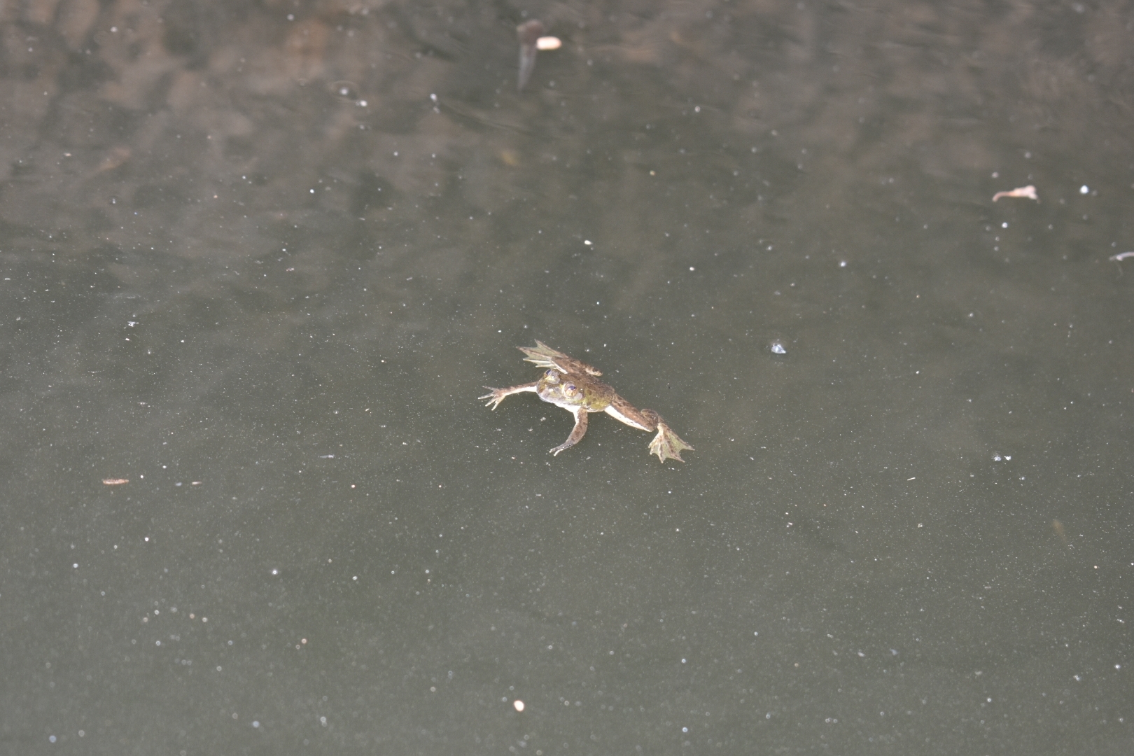 Indian Skipper Frog
