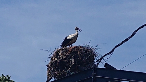 European White Stork