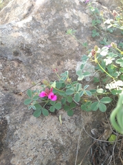 Indigofera vanzijlii