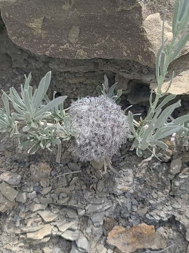 Unknown species found near Golden Valley County, MT, USA