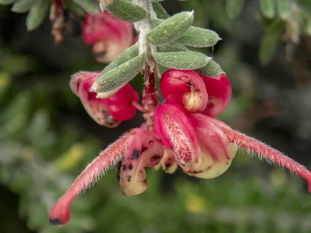 Woolly grevillea