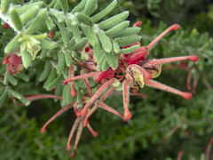 Grevillea lanigera