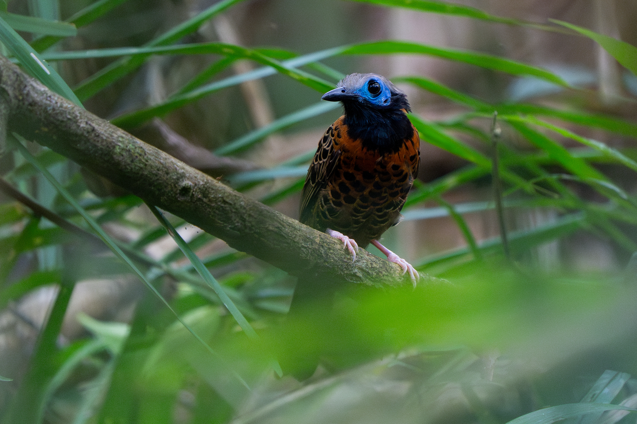 Ocellated Antbird (Phaenostictus mcleannani), photo 10