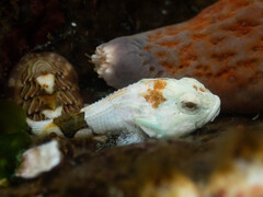 Buffalo Sculpin photo 3