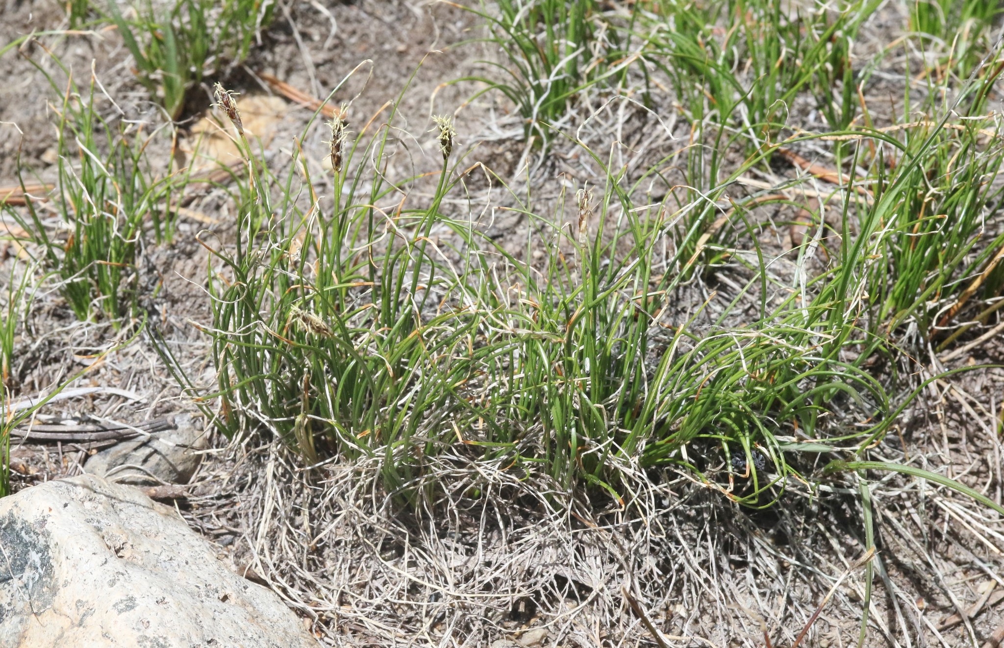 Carex filifolia var. erostrata