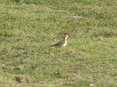 Charadrius veredus
