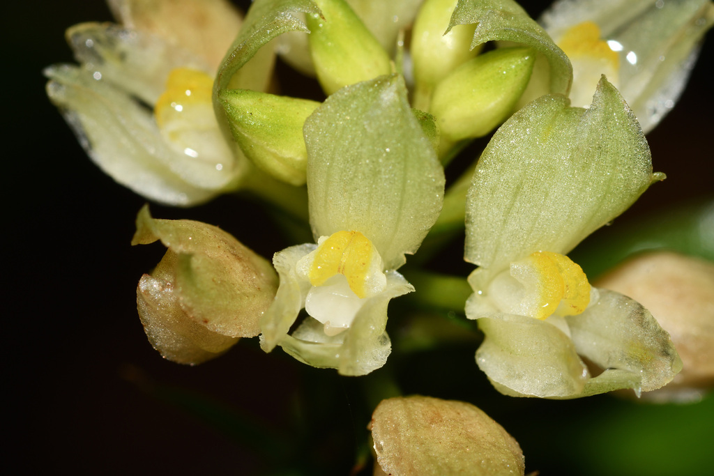 Tropidia nipponica