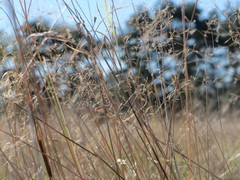 Corynephorus canescens