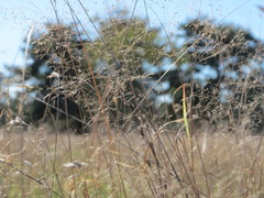 Corynephorus canescens