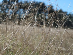 Corynephorus canescens