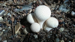 Lycoperdon pulcherrimum