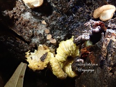 Hypomyces tremellicola