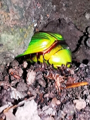 Chrysina psittacina