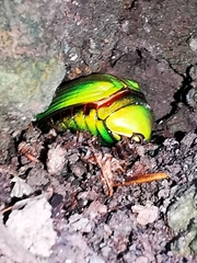 Chrysina psittacina