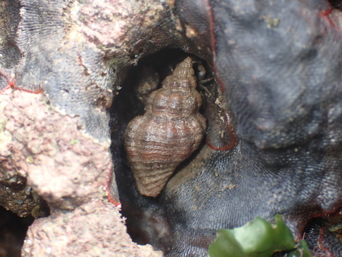 Cantharus cecillei