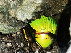 Chrysina psittacina
