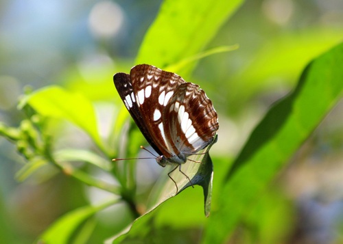 Chestnut-streaked Sailer