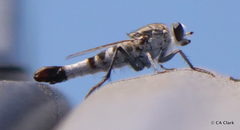 Apioceridae