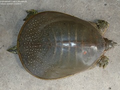 Apalone spinifera emoryi