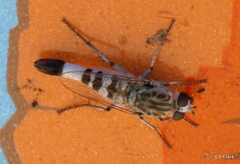 Apioceridae