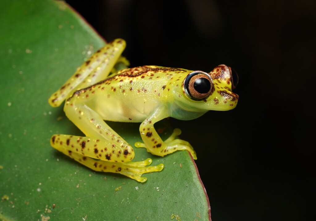 Ornate Treefrog
