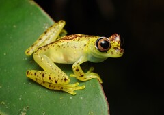 Ornate Treefrog photo 1