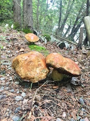 Butyriboletus
