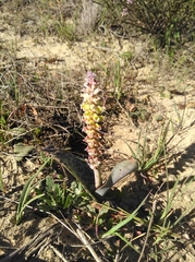 Lachenalia membranacea