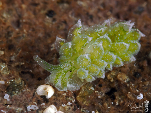 Ercolania coerulea