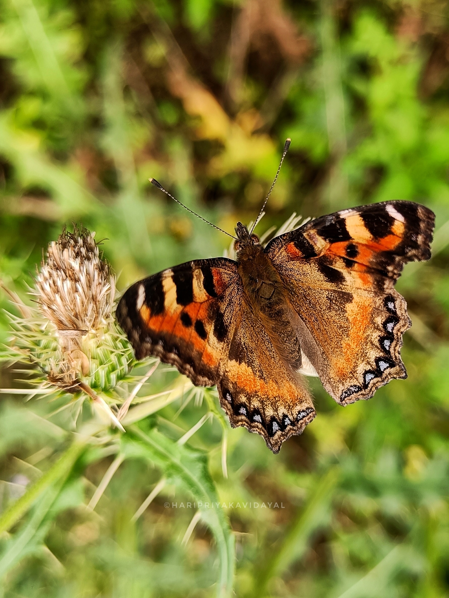 Indian Tortoiseshell