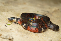 Boie's Ground Snake photo 1