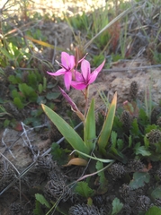 Hesperantha pauciflora