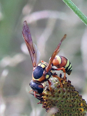 Pterocheilus