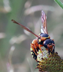 Pterocheilus