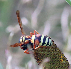 Pterocheilus